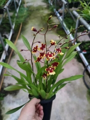 vũ nữ socola tim tròn hoa thơm đẹp đang vòi nụ bụi lùm