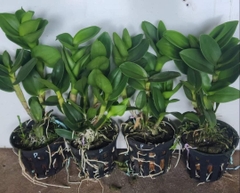 denro phượng hoàng hồng lá mít bông to cây sẳn chậu f12 đướng ngọn sắp hoa hoặc đang nụ tùy thời điểm khỏe mạnh cứng cáp