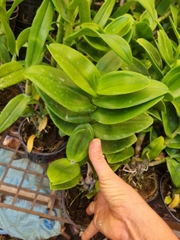 denro phượng hoàng hồng lá mít bông to cây sẳn chậu f12 đướng ngọn sắp hoa hoặc đang nụ tùy thời điểm khỏe mạnh cứng cáp