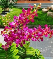 denro phượng hoàng hồng lá mít bông to cây sẳn chậu f12 đướng ngọn sắp hoa hoặc đang nụ tùy thời điểm khỏe mạnh cứng cáp