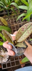 vũ nữ tề thiên 3 râu lá vân đẹp cứng khỏe cây trưởng thành sắp hoa