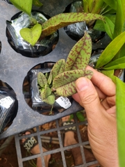 vũ nữ tề thiên 3 râu lá vân đẹp cứng khỏe cây trưởng thành sắp hoa