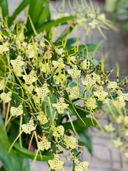 lan vũ nữ nhện xanh cây trưởng thành bụi lùm to khủng đang vòi hoặc sắp nụ dể trồng dể chăm sóc
