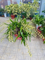 lan vũ nữ nhện xanh cây trưởng thành bụi lùm to khủng đang vòi hoặc sắp nụ dể trồng dể chăm sóc