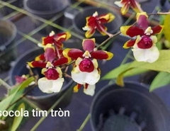vũ nữ socola tim tròn hoa thơm đẹp đang vòi nụ bụi lùm
