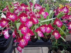 cặp đôi vũ nữ miltonia hai màu cây trưởng thành khỏe mạnh cứng cáp đang nụ hoặc sắp nụ tùy thời điểm