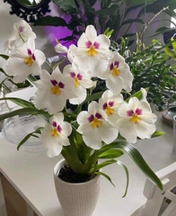 cặp đôi vũ nữ miltonia hai màu cây trưởng thành khỏe mạnh cứng cáp đang nụ hoặc sắp nụ tùy thời điểm