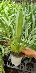cặp đôi vũ nữ miltonia hai màu cây trưởng thành khỏe mạnh cứng cáp đang nụ hoặc sắp nụ tùy thời điểm