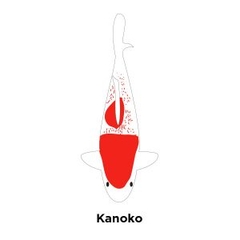 Cá Koi Kanoko