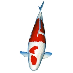 Cá Koi Kohaku