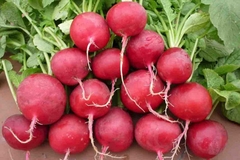 Củ cải đỏ Hữu cơ của Organica