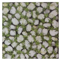 Gạch Đồng Tâm 40×40 – 4040CLG003