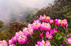 Tour Trekking Leo Núi Putaleng