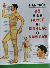 Đồ hình Huyệt vị kinh lạc ở nam giới