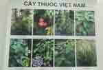 Bộ ảnh cây thuốc Việt Nam