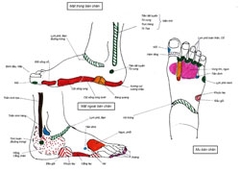 Bộ tranh các khu phản xạ- Bấm huyệt bàn chân, bàn tay (5 tờ khổ A2)