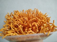 Đông trùng hạ thảo tươi ( hộp )