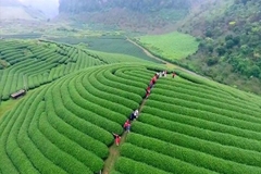 Tour du lịch Mộc Châu tết 2021