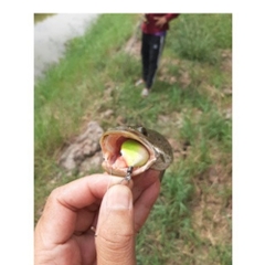 Nhái hơi VT Thuận