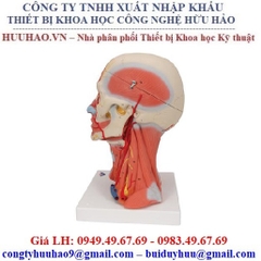 Mô hình giải phẫu hệ cơ xương đầu mặt cổ M-1000214