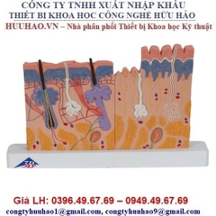 Mô hình da phóng đại 3B Scientific