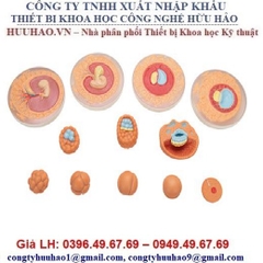 Mô hình phát triển của trứng và bào thai 3B Scientific