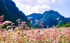 HÀ GIANG - ĐỒNG VĂN - ĐÈO MÃ PÌ LÈNG - CỘT CỜ LŨNG CÚ - BẢN LÔ LÔ CHẢI 2024
