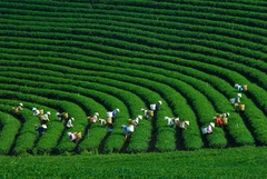 TOUR HÀ NỘI –  MAI CHÂU - MỘC CHÂU - CẦU KÍNH BẠCH LONG 2024