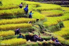 FDN401. HA NOI-SAPA-FANSIPAN-TAM CHUC PAGODA 4D3N