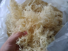 Rong sụn Khô 7 Nắng