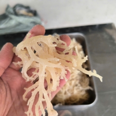 Eucheuma Cottonii