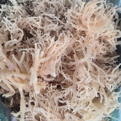 Eucheuma Cottonii
