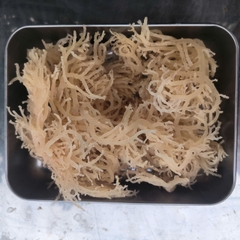Eucheuma Cottonii