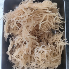 Eucheuma Cottonii