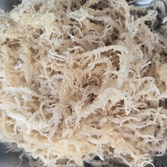 Eucheuma Spinosum
