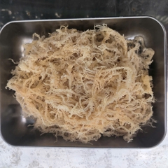 Eucheuma Spinosum