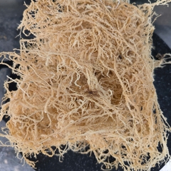 Eucheuma Spinosum