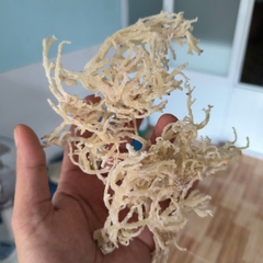 Eucheuma Cottonii