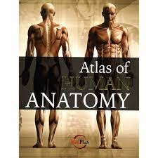 Atlas Of Human Anatomy