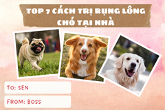 Top 7 cách trị rụng lông cho chó tại nhà đơn gi...