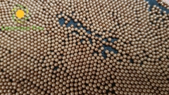 Bi sứ 2mm