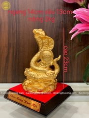 CÁC MẪU RẮN DV 9999