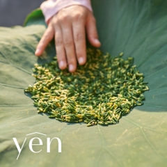 [Sens] Trà Tâm Sen Sao Vàng Hạ Thổ- Golden Roast Lotus Heart Tea [Xanh Suốt]