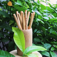 Ống hút tre - Jungle Straws Bamboo Việt Nam