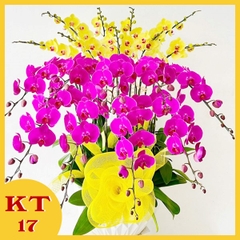Chậu Lan Hồ điệp 15 cành KT17