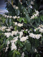 Coffee Blossom Honey 越南大叻咖啡花蜂蜜 (SOLD OUT)