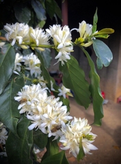 Coffee Blossom Honey 越南大叻咖啡花蜂蜜 (SOLD OUT)