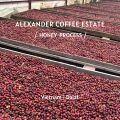 DaLat Arabica-honey - Drip Filter Coffee 10pcs/box<br>掛耳禮盒 - 越南大勒亞力山大莊園 - 蜜處理 10包/盒