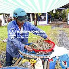 Tôm sú sống (60 con/Kg)