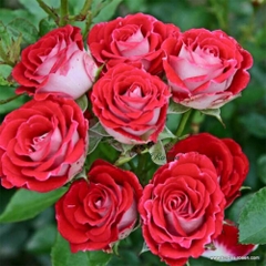 Hoa hồng Ruby Ice